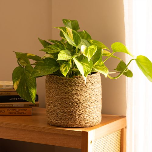 Contenedor Mamushka 17 x 16 cm